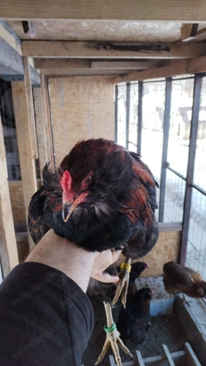 Cocosii Araucana cu favoriții și fără - imagine 3