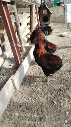 Cocosii Araucana cu favoriții și fără - imagine 4