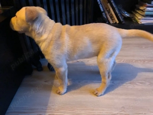 Pui femela shar pei