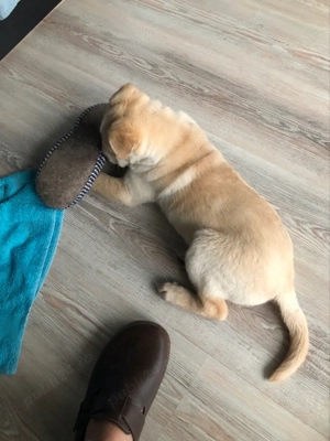 Pui femela shar pei - imagine 5