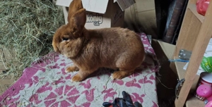 Vând mascul neozeelandez rosu