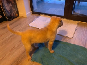 Pui femela shar pei - imagine 2