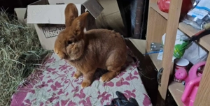 Vând mascul neozeelandez rosu - imagine 2