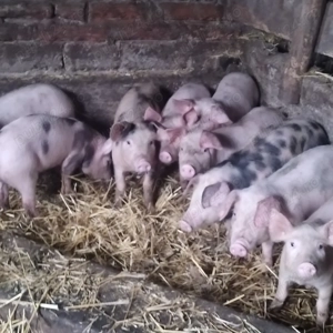 Vând purcei - imagine 2