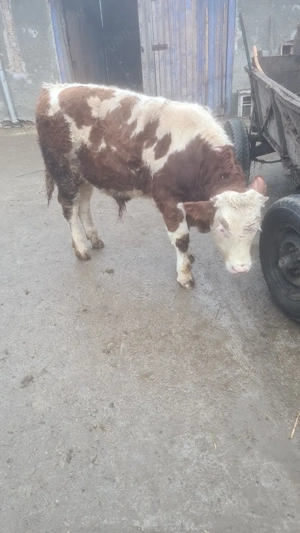 Vand vitel 370kg - imagine 3