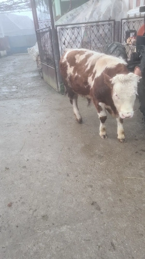 Vand vitel 370kg - imagine 2