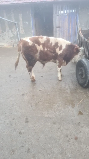 Vand vitel 370kg - imagine 4