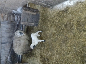 Vînd oaie cu 2 miei - imagine 2