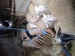 Vand oi  tinere tigai.