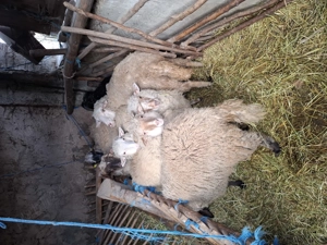 Vand oi  tinere tigai. - imagine 3