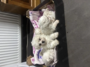 Vand Bichon Mini Toy