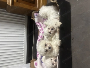 Vand Bichon Mini Toy - imagine 2