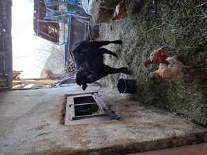 Vand tauras de bivol