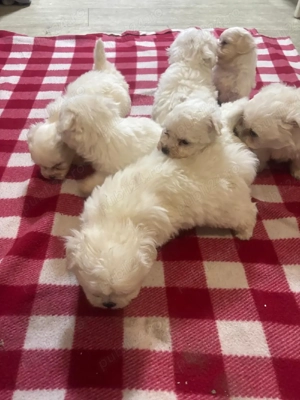 catei bichon mini Toy - imagine 5