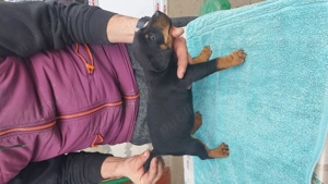 Pui jagdterrier superbi - imagine 5