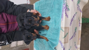 Pui jagdterrier superbi - imagine 3