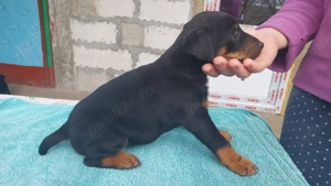 Pui jagdterrier superbi - imagine 4