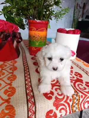 Bichon maltez alb 