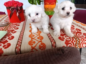 Bichon maltez alb  - imagine 2