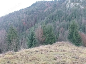 Vând teren Apuseni 4.000 m  preț 16.000 euro - imagine 9