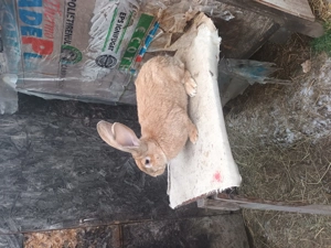 Iepuri rasa urias german 