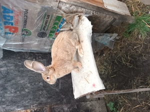 Iepuri rasa urias german  - imagine 2