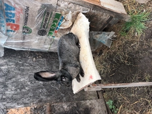 Iepuri rasa urias german  - imagine 4