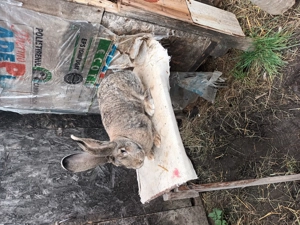 Iepuri rasa urias german  - imagine 3