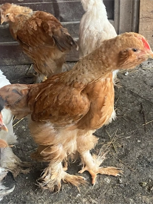 Cocosei 7 saptamani - imagine 1