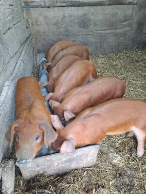 De vanzare 6F+1M. - imagine 3