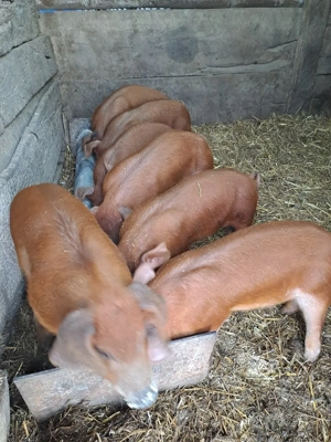 De vanzare 6F+1M. - imagine 2