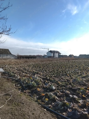 Teren intravilan-1430 mp, în comuna Socodor, judetul Arad, la un pret excelent