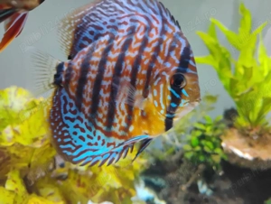 Pesti acvariu Discus  - imagine 5