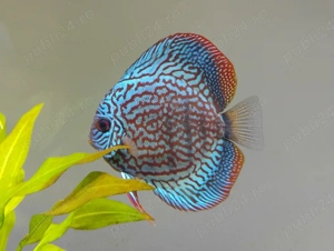 Pesti acvariu Discus  - imagine 4