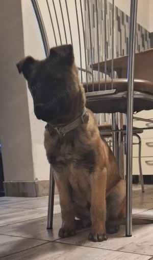 Schimb cățel Belgian Malinois în vârstă de 2 luni jumate ,cu păsări de curte ,valabil jud Costanța - imagine 4