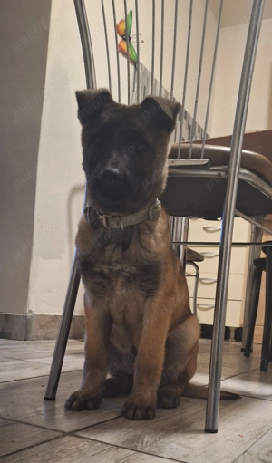 Schimb cățel Belgian Malinois în vârstă de 2 luni jumate ,cu păsări de curte ,valabil jud Costanța