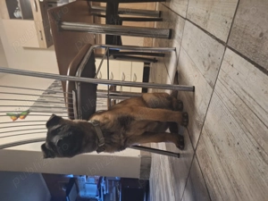 Schimb cățel Belgian Malinois în vârstă de 2 luni jumate ,cu păsări de curte ,valabil jud Costanța - imagine 3