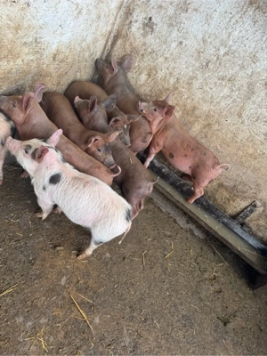 purceii 7 saptamani - imagine 2