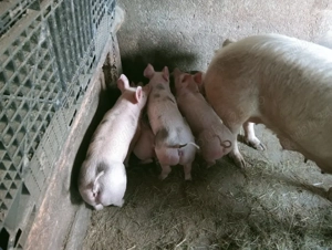 vând purceii pietrain de 8 săptămâni  - imagine 3