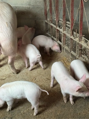 purceii 7 saptamani - imagine 3