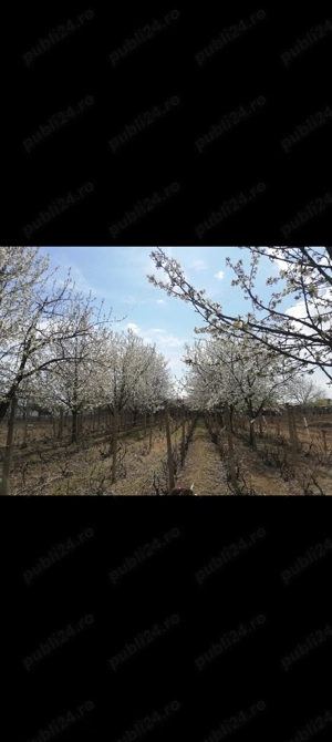 Teren intravilan - imagine 4