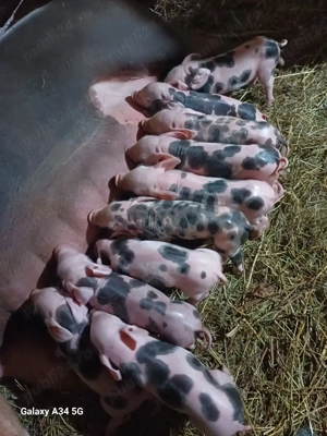 vand scroafa la prima fatare