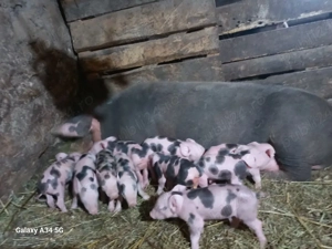 vand scroafa la prima fatare - imagine 2