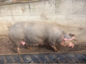 vand scroafa la prima fatare - imagine 4