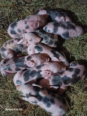 vand scroafa la prima fatare - imagine 3