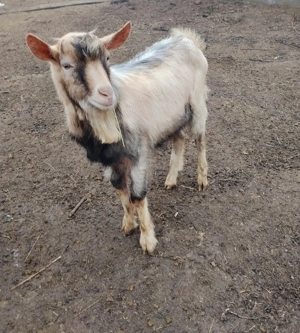 țap de vînzare  - imagine 2