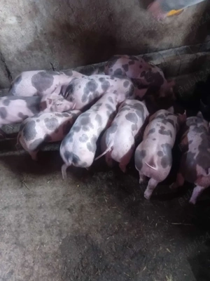 purcei pietrain 7 saptamîni