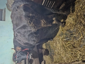 Vaca gestanat cu lapte - imagine 3