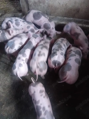 purcei pietrain 7 saptamini