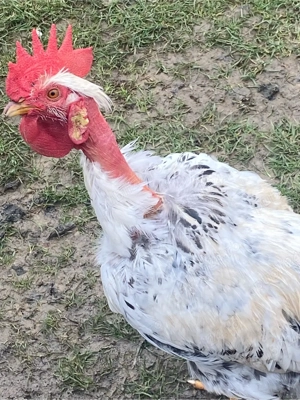 Cocosel smecher cu cercei 7 luni - imagine 2